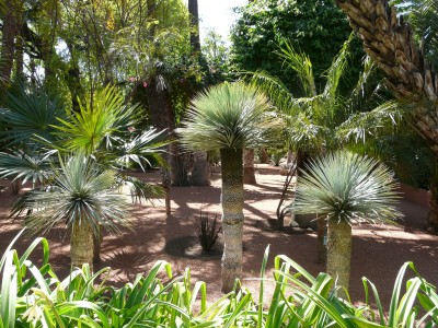 Jardin Majorelle