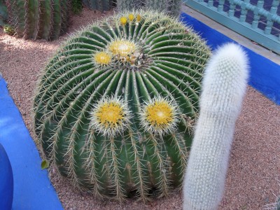 Jardin Majorelle