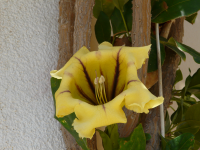 Image44