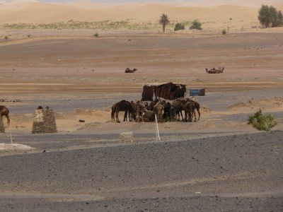 Sahara Merzouga