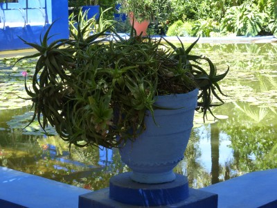 Jardin Majorelle Marrakech