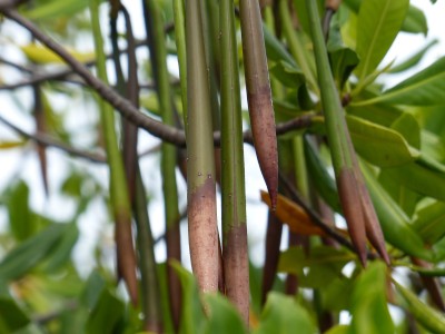 P1160341