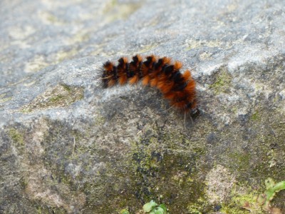 P1160528