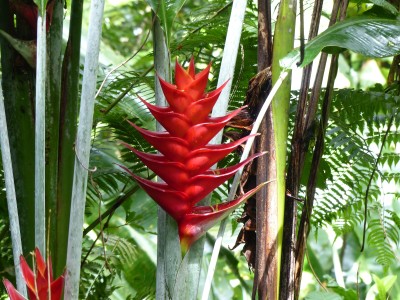 Jardin de Balata