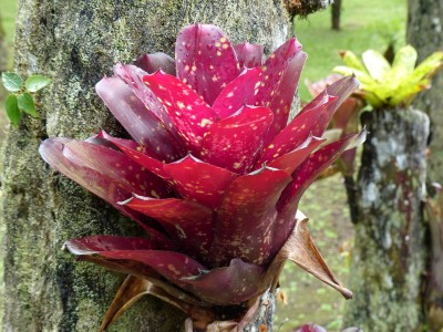 Jardin de Balata