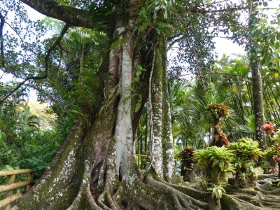 Jardin de Balata