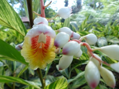 Jardin de Balata
