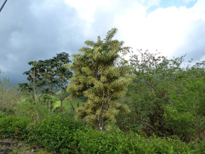 P1210975