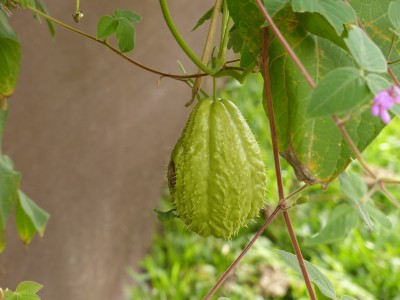 P1250218