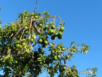 P1260500