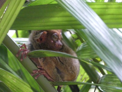 Petits tarsiers