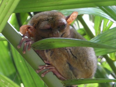 Petits tarsiers