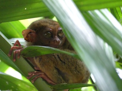 Petits tarsiers