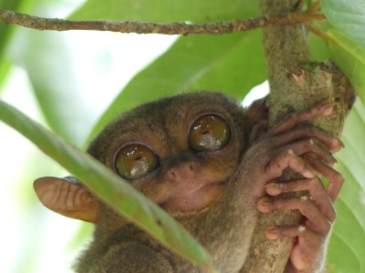 Petits tarsiers