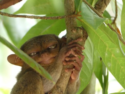 Petits tarsiers