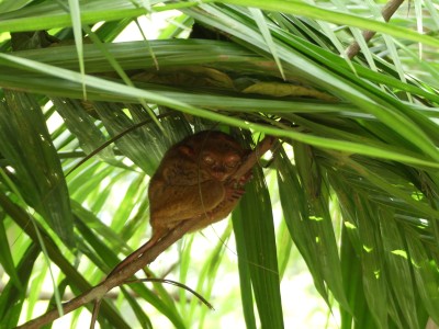 Petits tarsiers