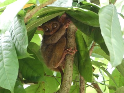 Petits tarsiers