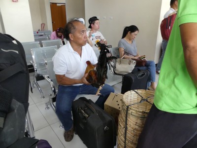 Ferry pour Siquijor
