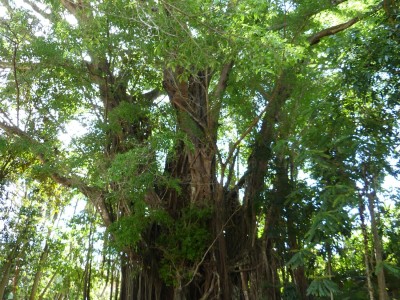 L'arbre centenaire