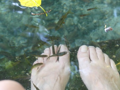 Poissons nettoyeurs