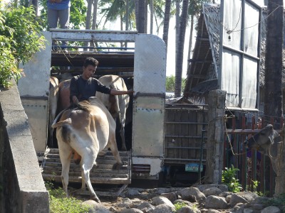 Marché Malatapay, Dumaguete