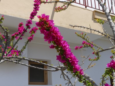 P1040464