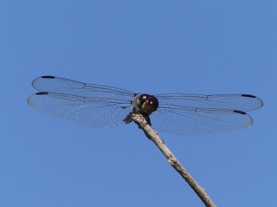 P1070261