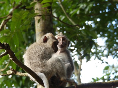 Forêt des singes d'Ubud