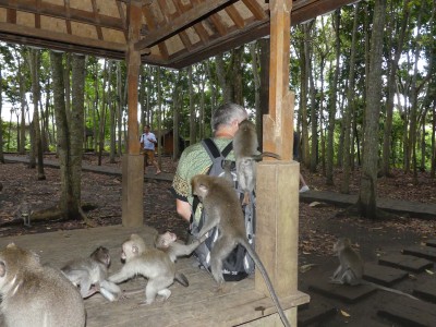 Forêt des singes d'Ubud