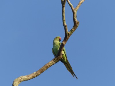 P1130462