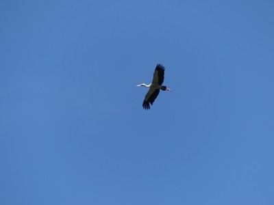 P1130525