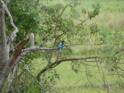 P1130737