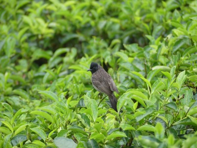 P1150288