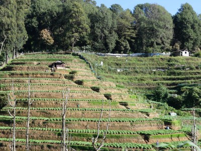 Nuwara Eliya