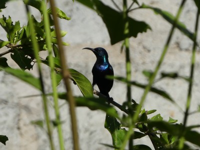P1150839
