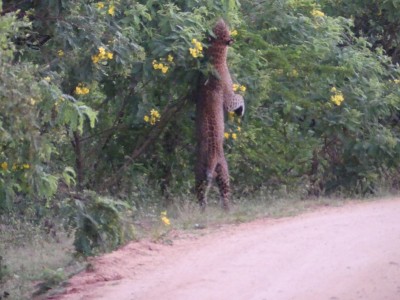 Léopard, dans le parc de Yala