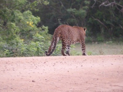 Léopard, dans le parc de Yala