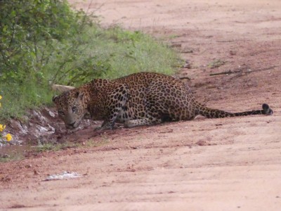 Léopard, dans le parc de Yala