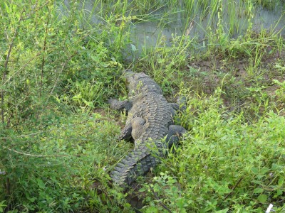 Parc de Yala