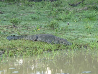 Parc de Yala