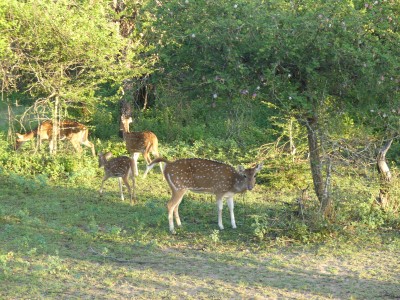 Parc de Yala