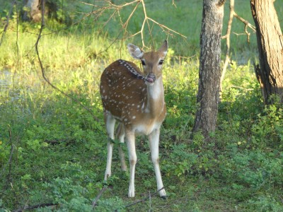 Parc de Yala
