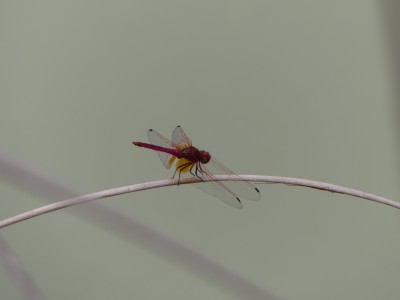 P1160469