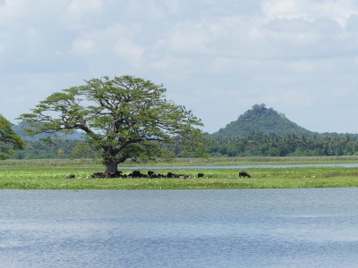Lac Tissa