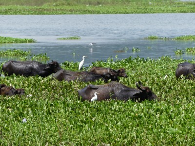 Lac Tissa