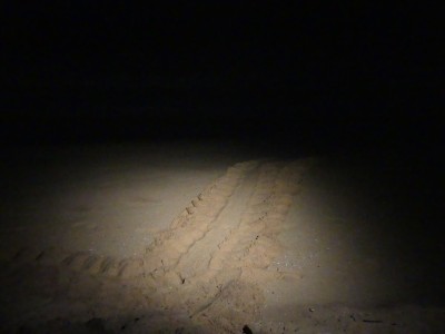 Traces de tortues