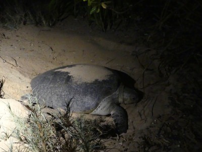Tortues allant pondre