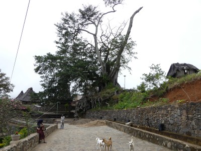 Wologai, village traditionnel de 800 ans à Flores