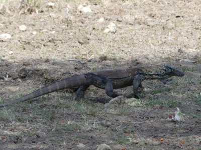 Dragon de Komodo