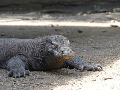 Dragon de Komodo